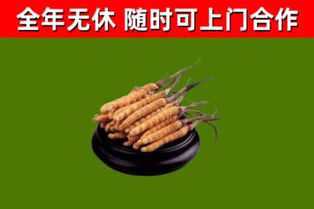 巨鹿县回收散虫草